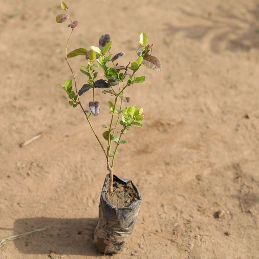 Karonda Plant in 4 Inch Nursery Bag