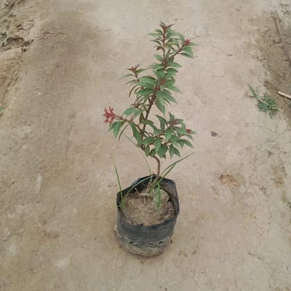 Buy Hamelia dwarf in 4 Inch Nursery Bag Online | Urvann.com