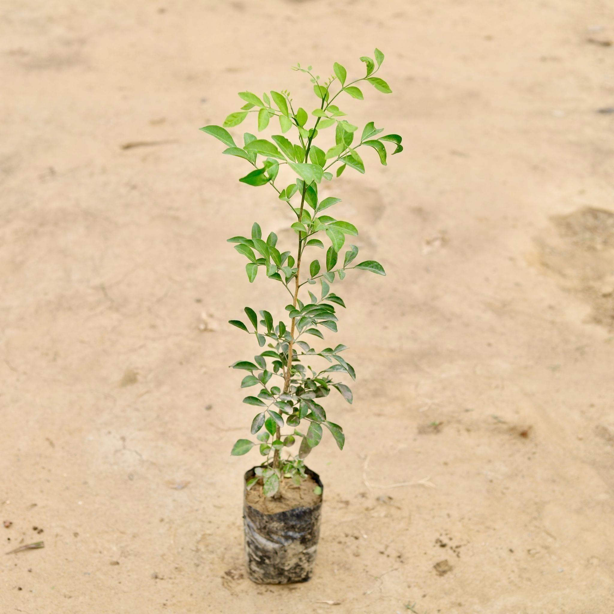 Murraya / Madhu Kamini (any colour) in 4 Inch Nursery Bag