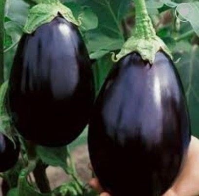 Brinjal Round Seeds - Excellent Germination