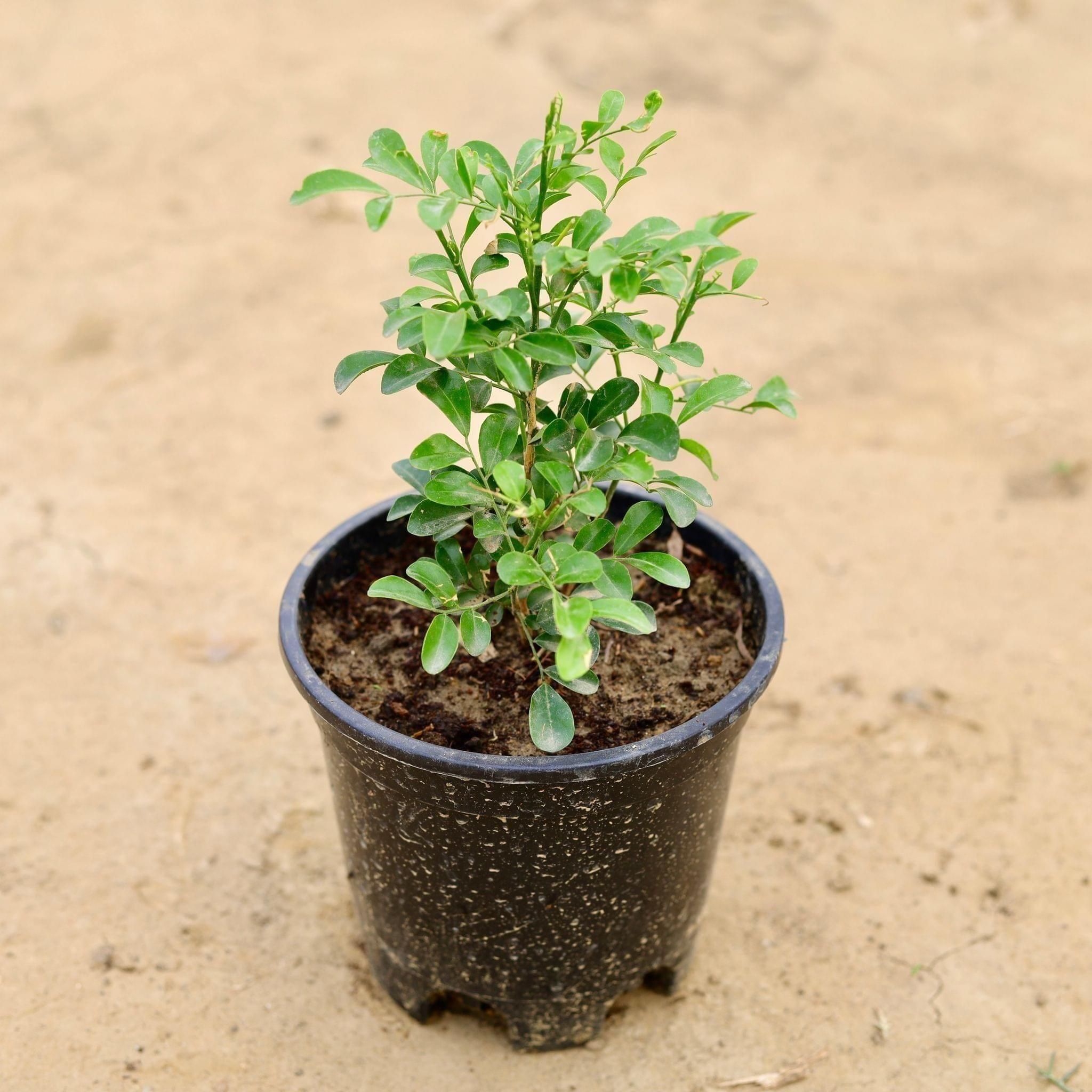Madhu Kamini White in 5 Inch Nursery Pot