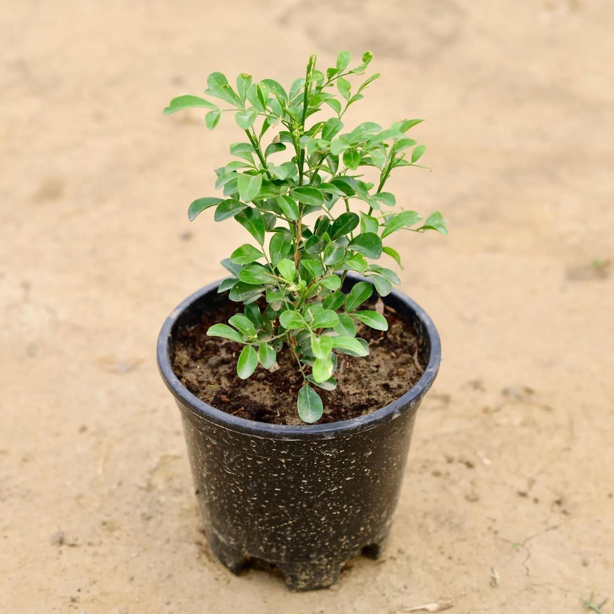 Madhu Kamini White  in 5 Inch Nursery Pot