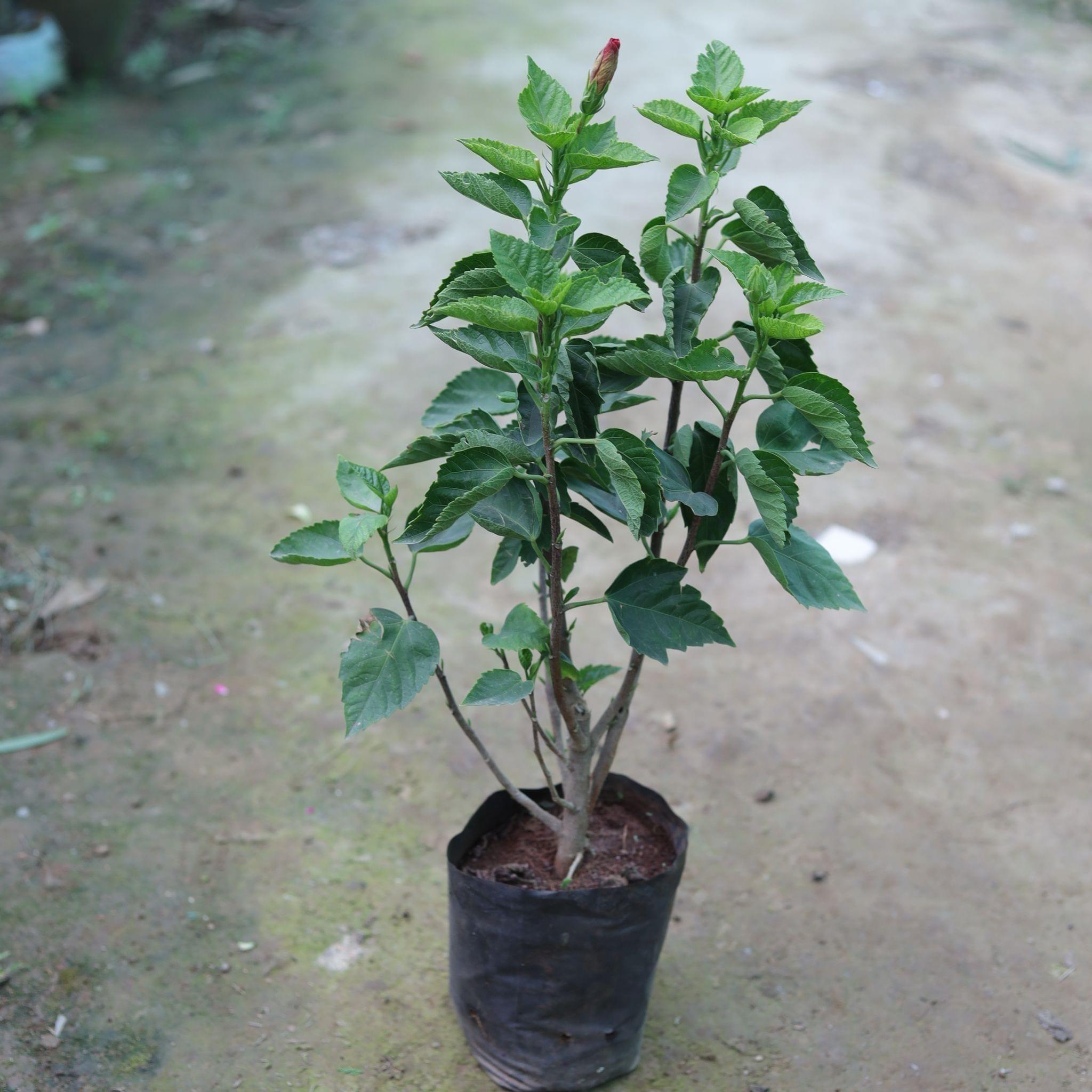 Hibiscus / Gudhal Dwarf (any colour) in 5 Inch Nursery Bag