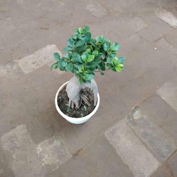 Ficus Bonsai 200 gram in 6 Inch Nursery Pot