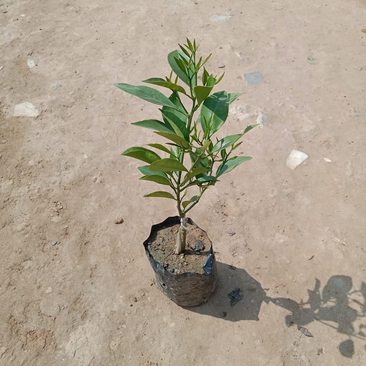 Mosambi Grafted in 5 Inch Nursery Bag