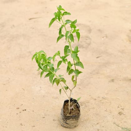Buy Lantana (any colour) in 4 Inch Nursery Bag Online | Urvann.com