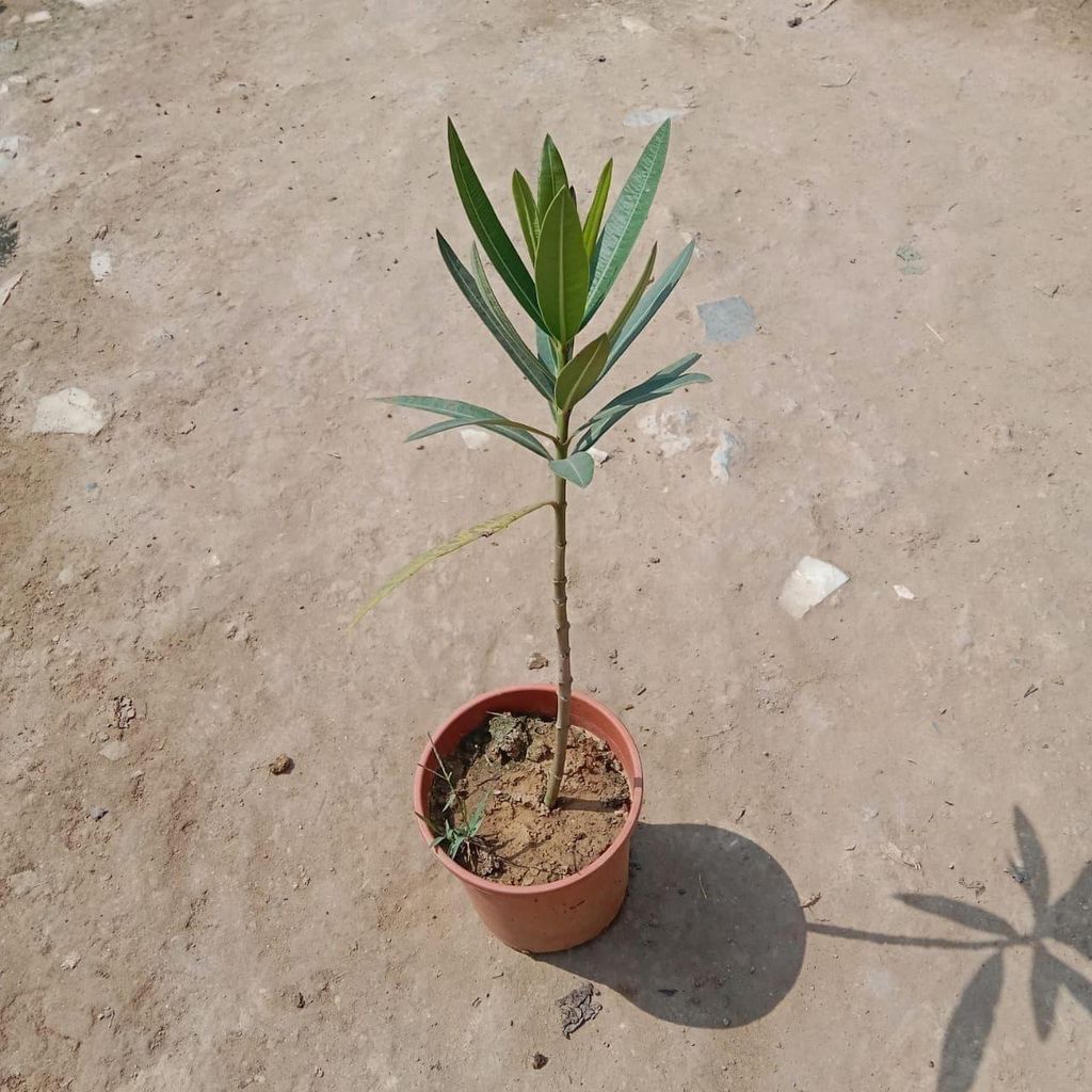 Buy Kaner / Oleander Red In 5 Inch Plastic Pot Online | Urvann.com Kaner / Oleander Red in 5 Inch Nursery Pot
