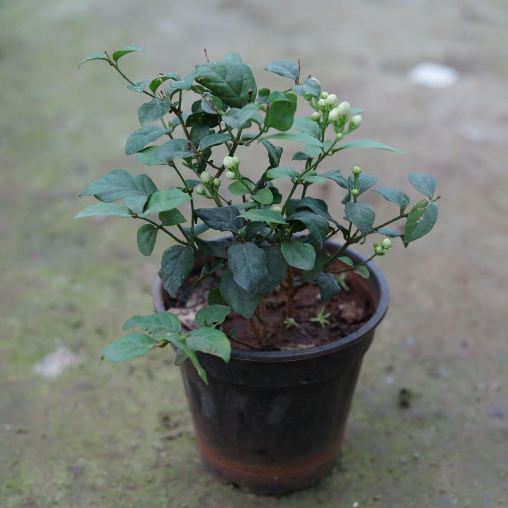 Mogra Plant in 5 Inch Nursery Pot