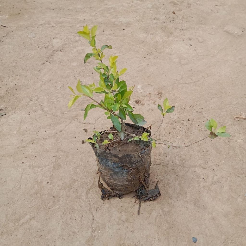 Buy Golden Duranta In 4 Inch Nursery Bag Online | Urvann.com Golden Duranta in 4 Inch Nursery Bag