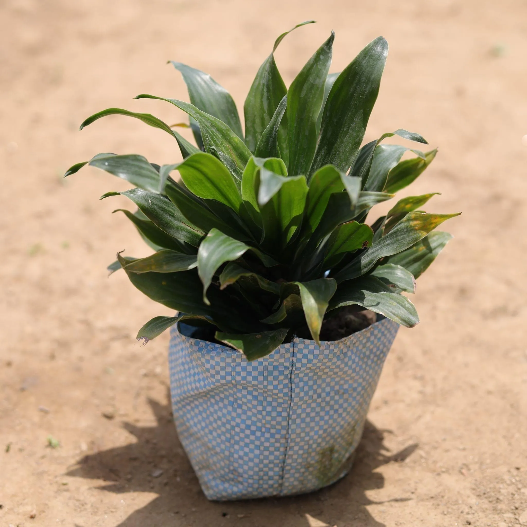 Dracaena Compacta in 5 Inch Nursery Bag