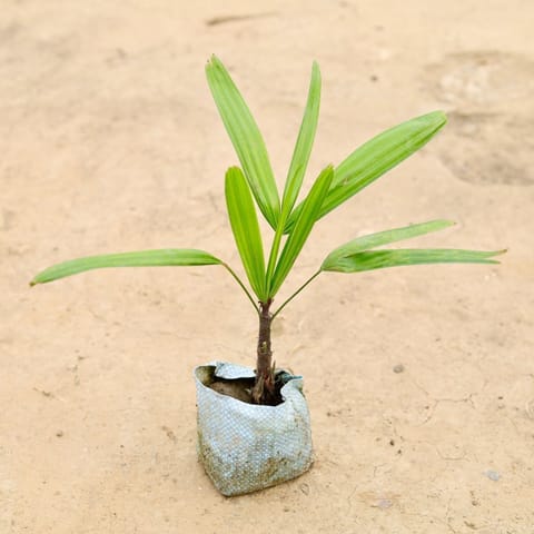 Raphis Palm in 5 Inch Nursery Bag