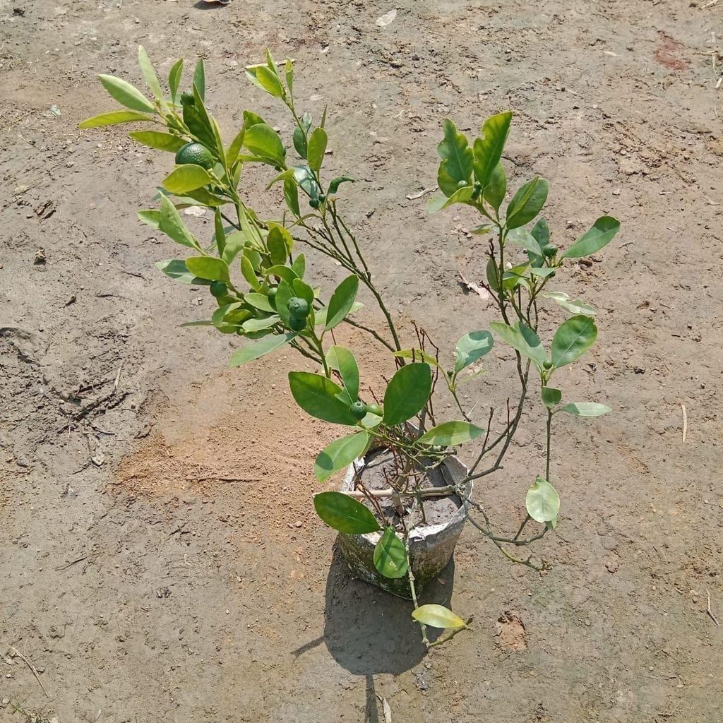 Nimbu / Lemon Plant in 7 Inch Nursery Bag