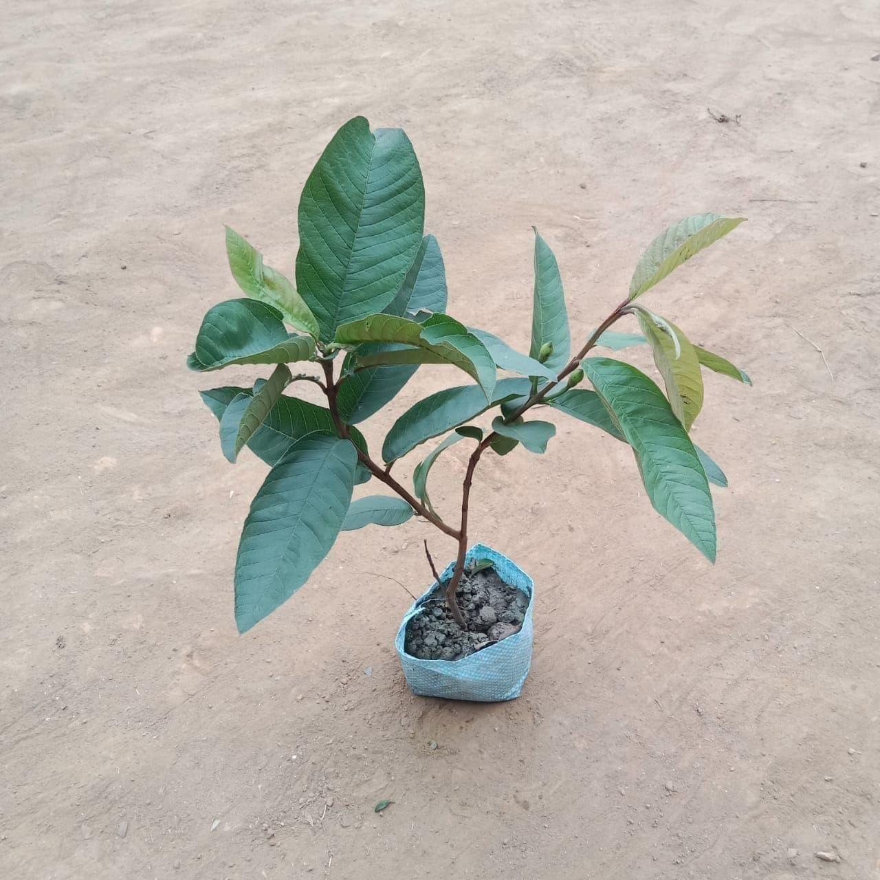 Amrud / Guava Plant in 5 Inch Nursery Bag