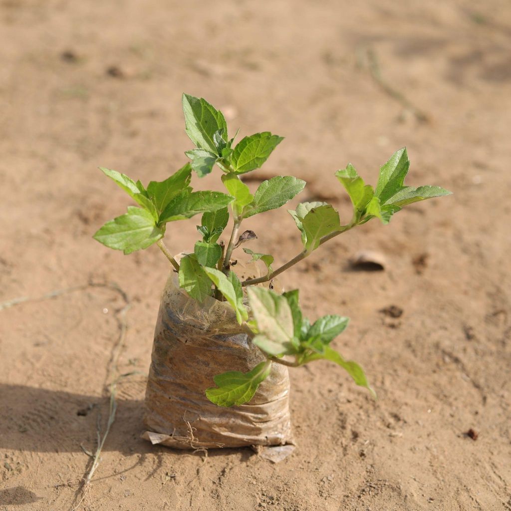 Buy Badeliya Plant in 3 Inch Nursery Bag Online | Urvann.com Badeliya Plant in 3 Inch Nursery Bag