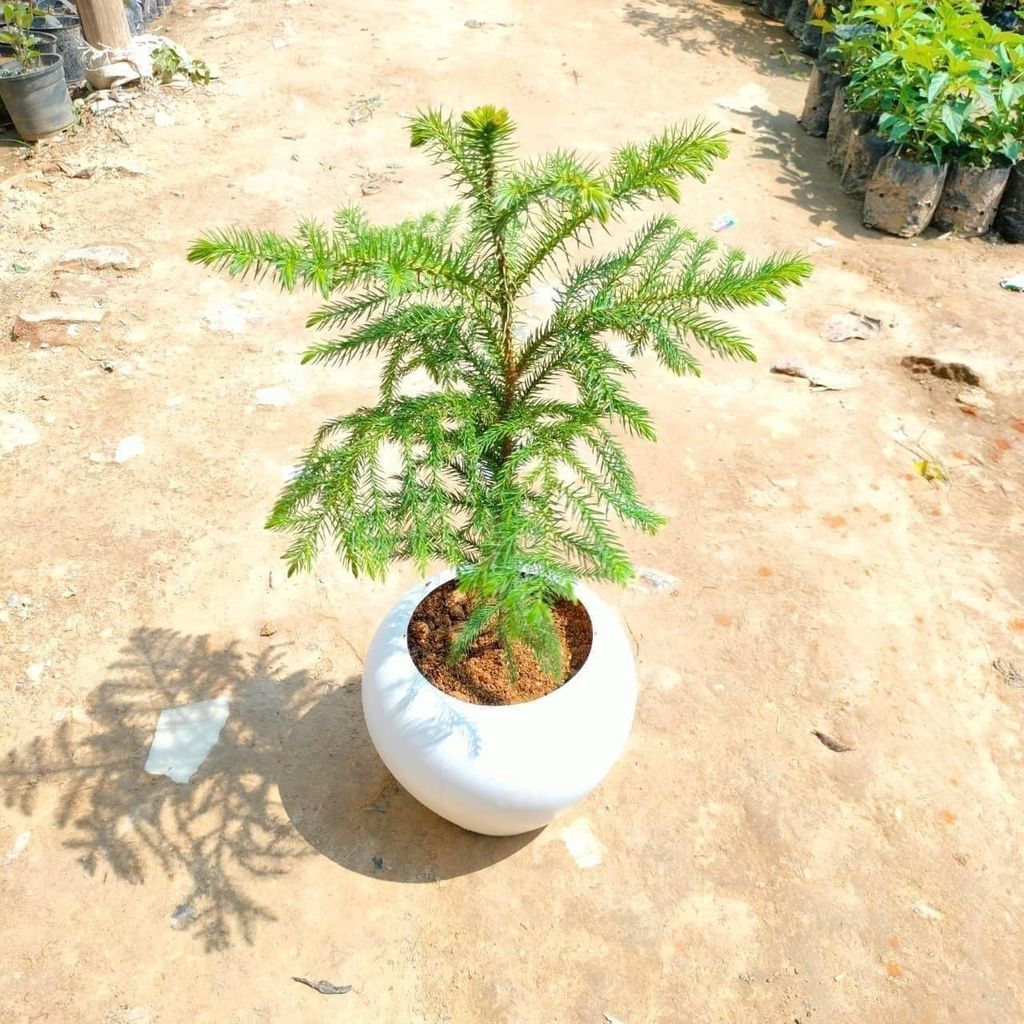 Buy Araucaria / Christmas Tree in 6 Inch White Plastic Apple Pot Online | Urvann.com Araucaria / Christmas Tree in 6 Inch White Plastic Apple Pot