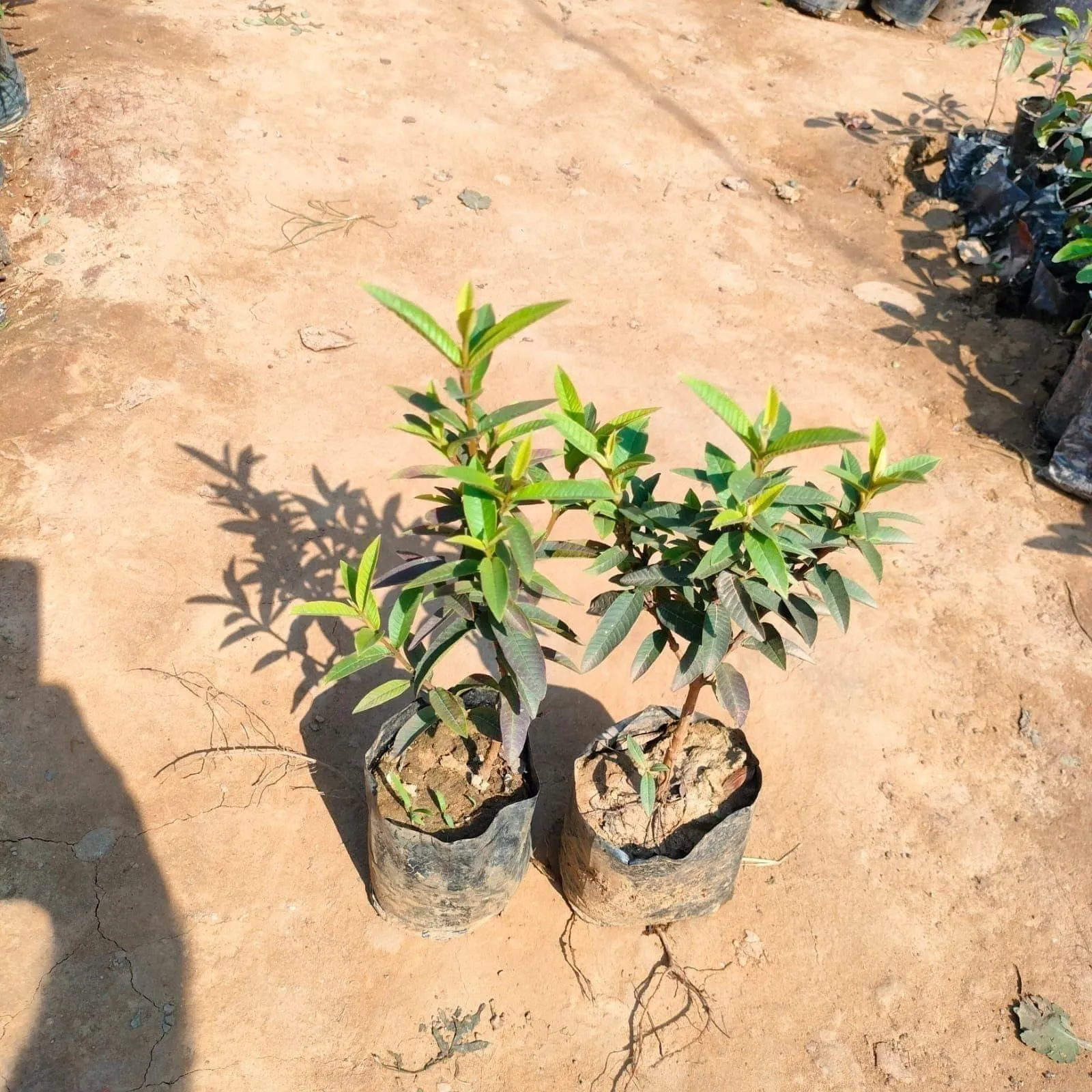Set of 2 - Chinese Amrood / Guava in 4 Inch Nursery Bag