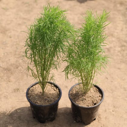 Buy Set of 2 - Kochia in 4 Inch Plastic Pot Online | Urvann.com