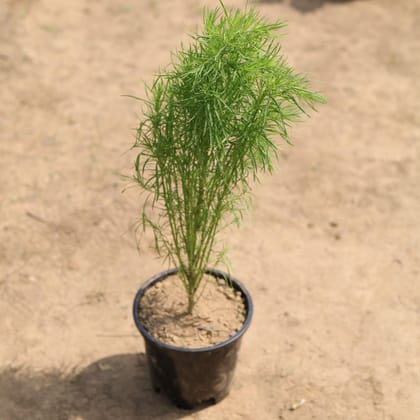 Buy Kochia in 4 Inch Plastic Pot Online | Urvann.com