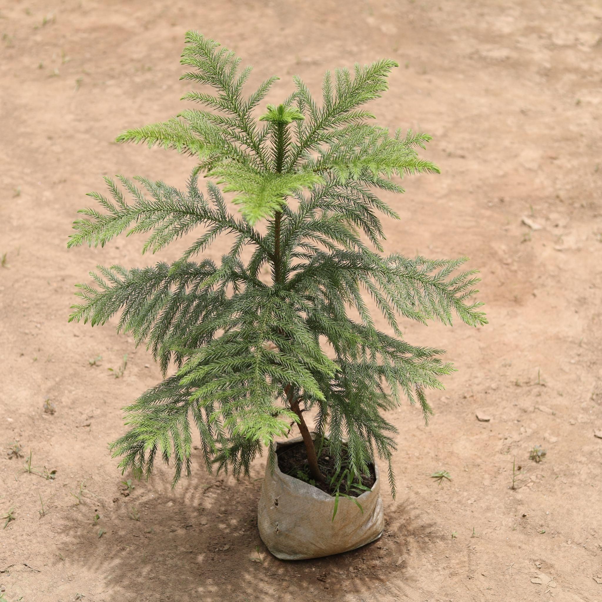 Araucaria / Christmas Tree in 5 Inch Nursery Bag