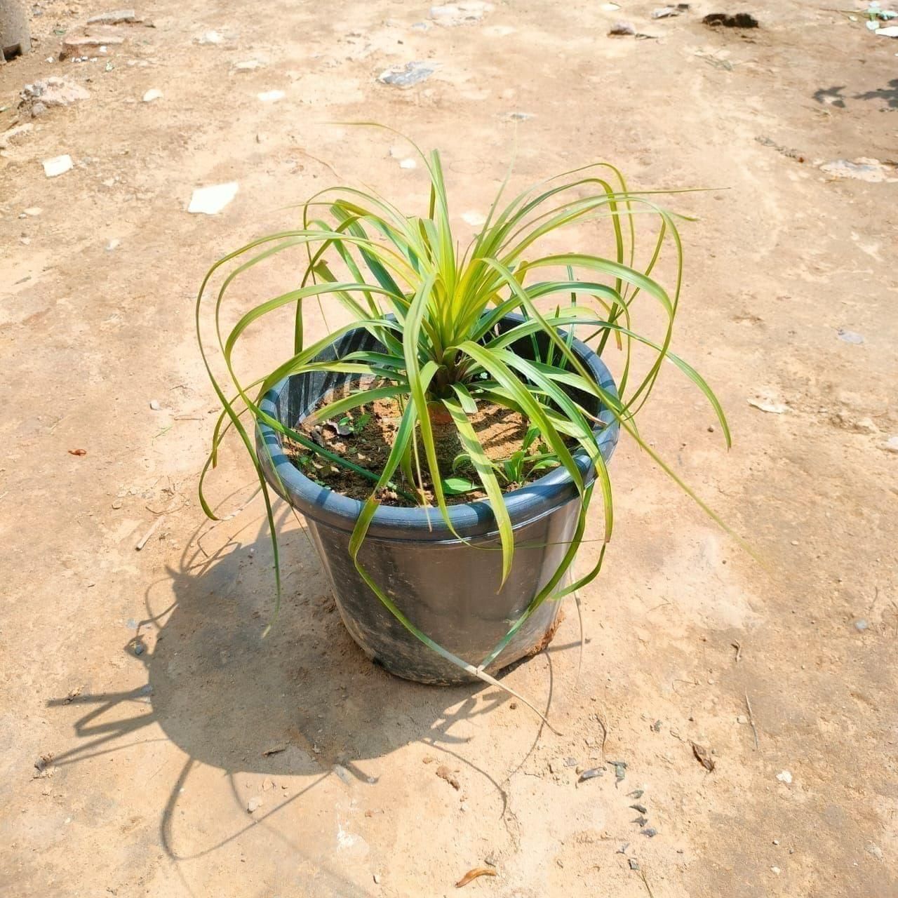 Ponytail Palm in 8 Inch Nursery Pot