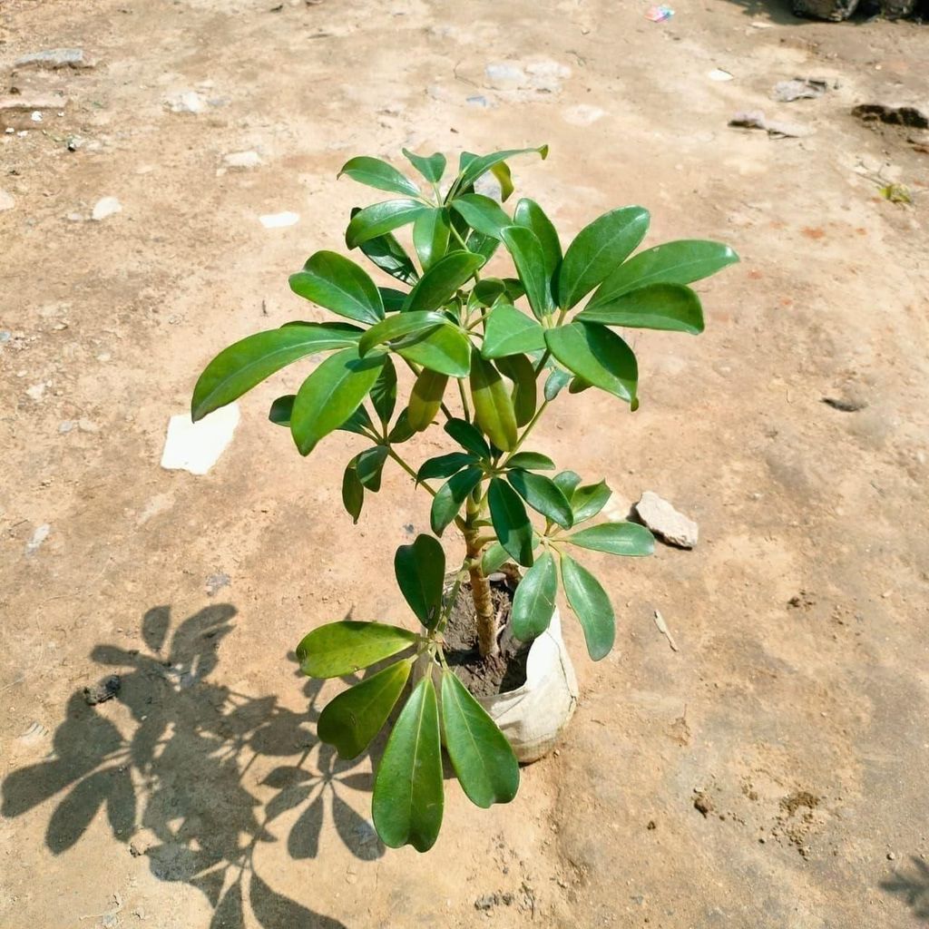 Schefflera Green in 4 Inch Nursery Bag
