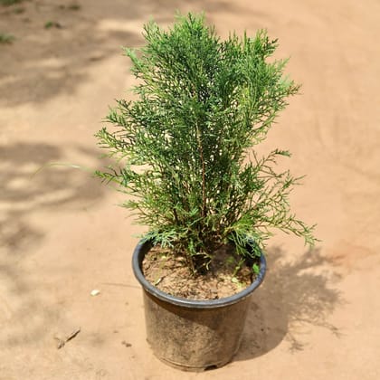 Buy Morpankhi Desi In 8 Inch Plastic Pot Online | Urvann.com