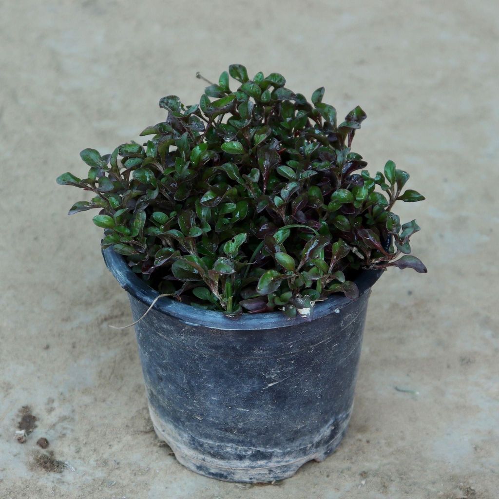 Alternanthera Purple in 6 Inch Nursery Pot
