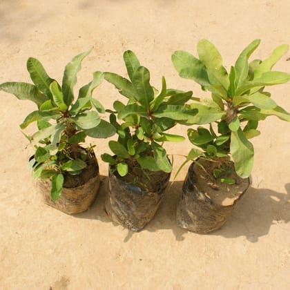 Buy Set of 3 - Euphorbia Mili (any colour) in 4 Inch Nursery Bag Online | Urvann.com