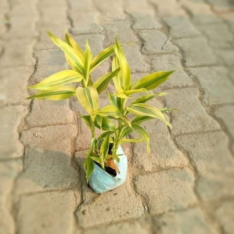 Golden Bamboo in 3 Inch Nursery Bag
