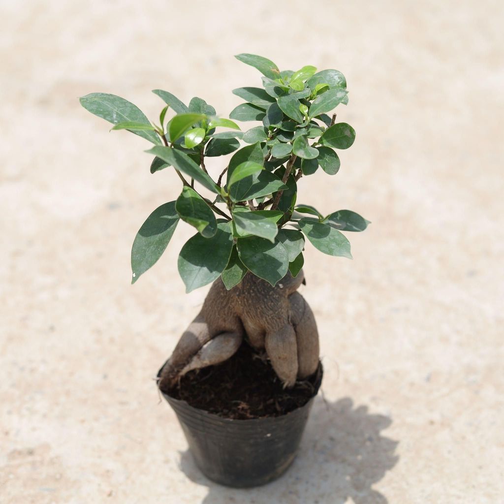 Ficus Bonsai (~ 100 Gm) in 4 Inch Nursery Pot