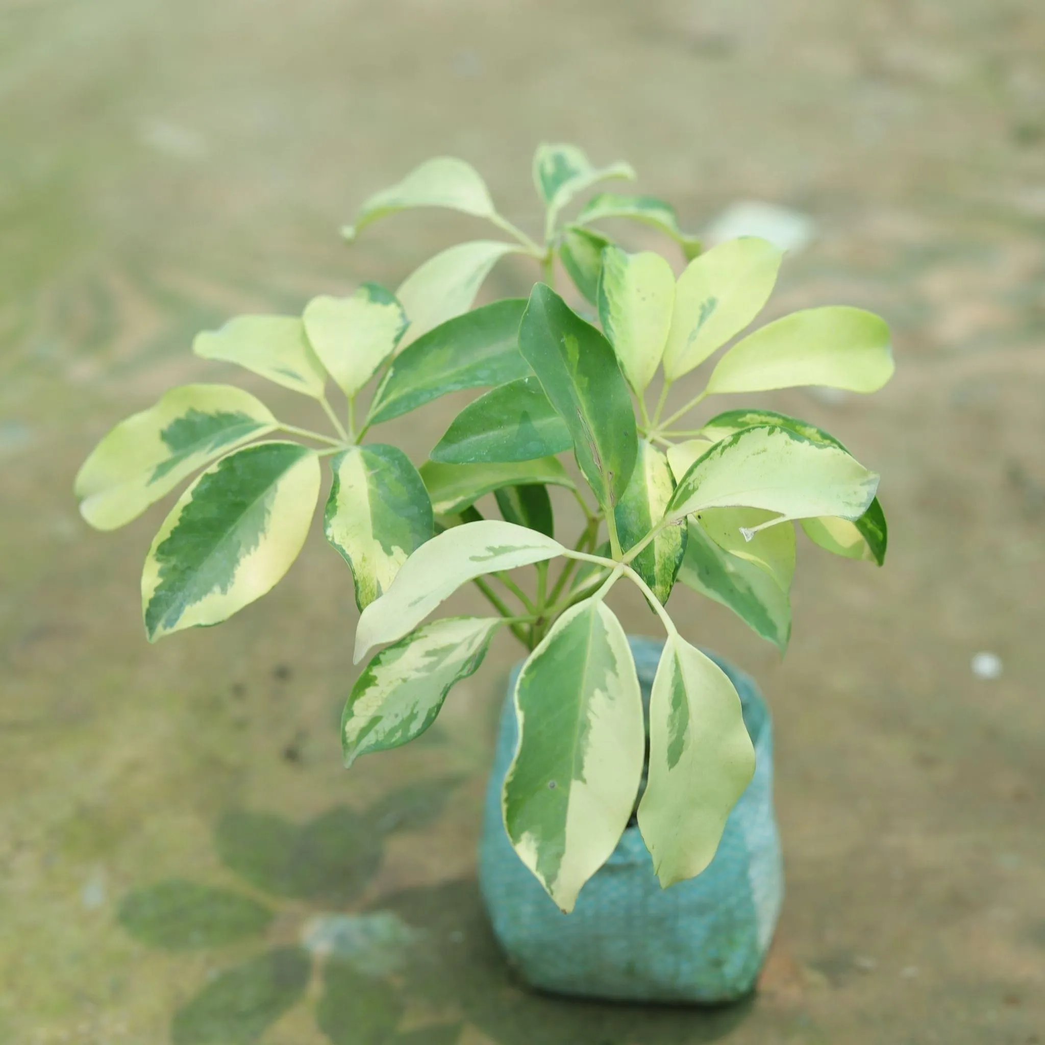 Schefflera Brassia in 4 Inch Nursery Bag