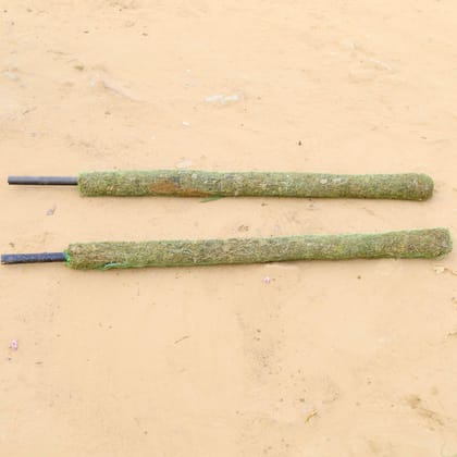 Buy Set of 2 - Moss Stick - 4 Ft Online | Urvann.com