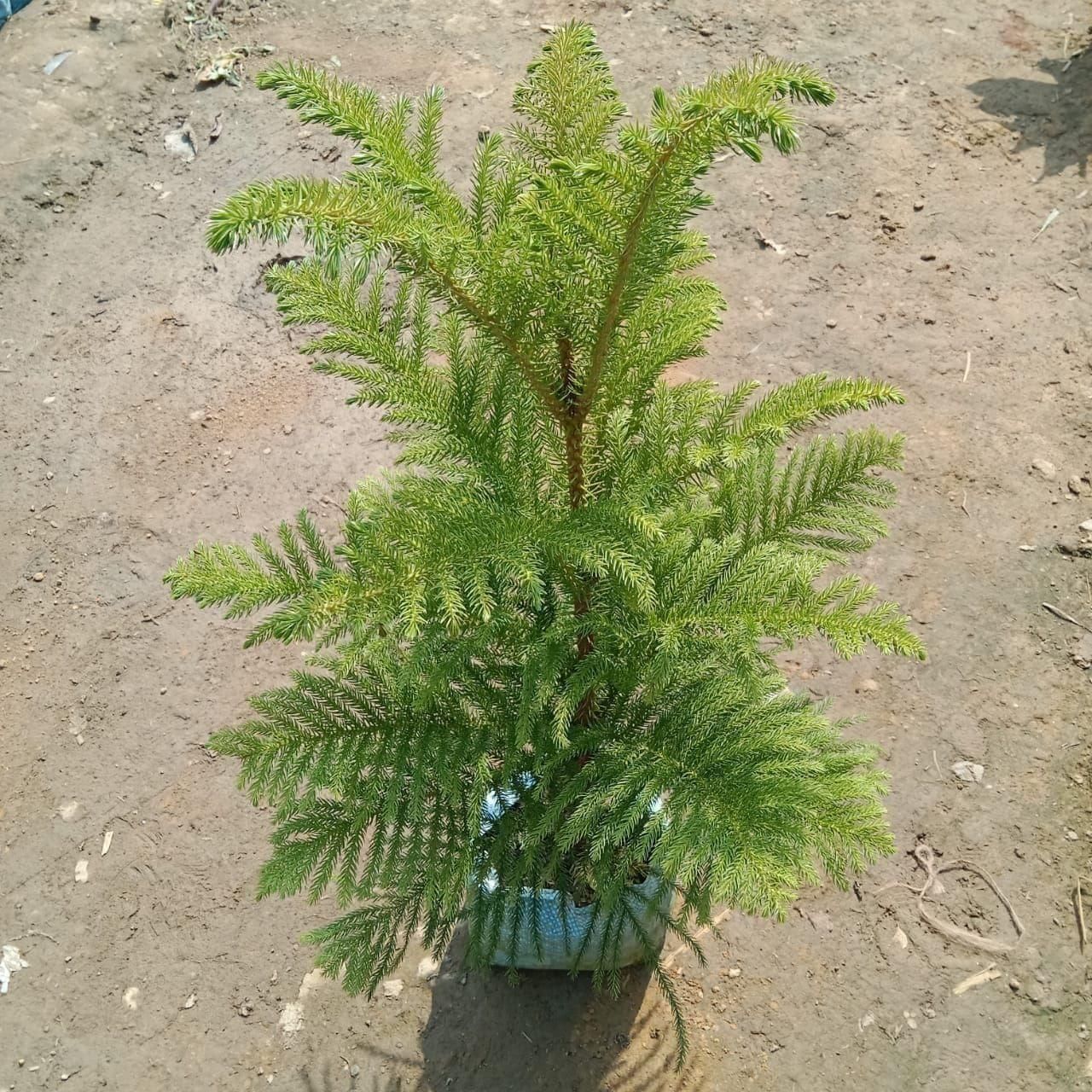 Araucaria / Christmas Tree (~ 2 - 3 Ft) in 7 Inch Nursery Bag