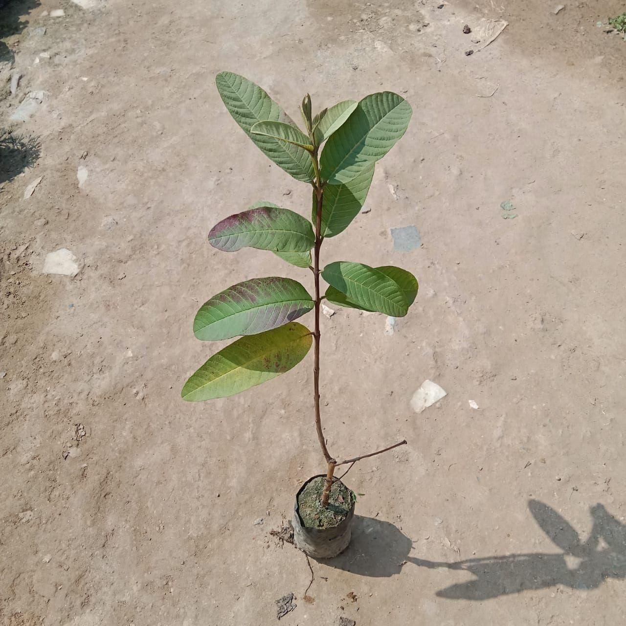 Amrood / Guava Plant in 5 Inch Nursery Bag