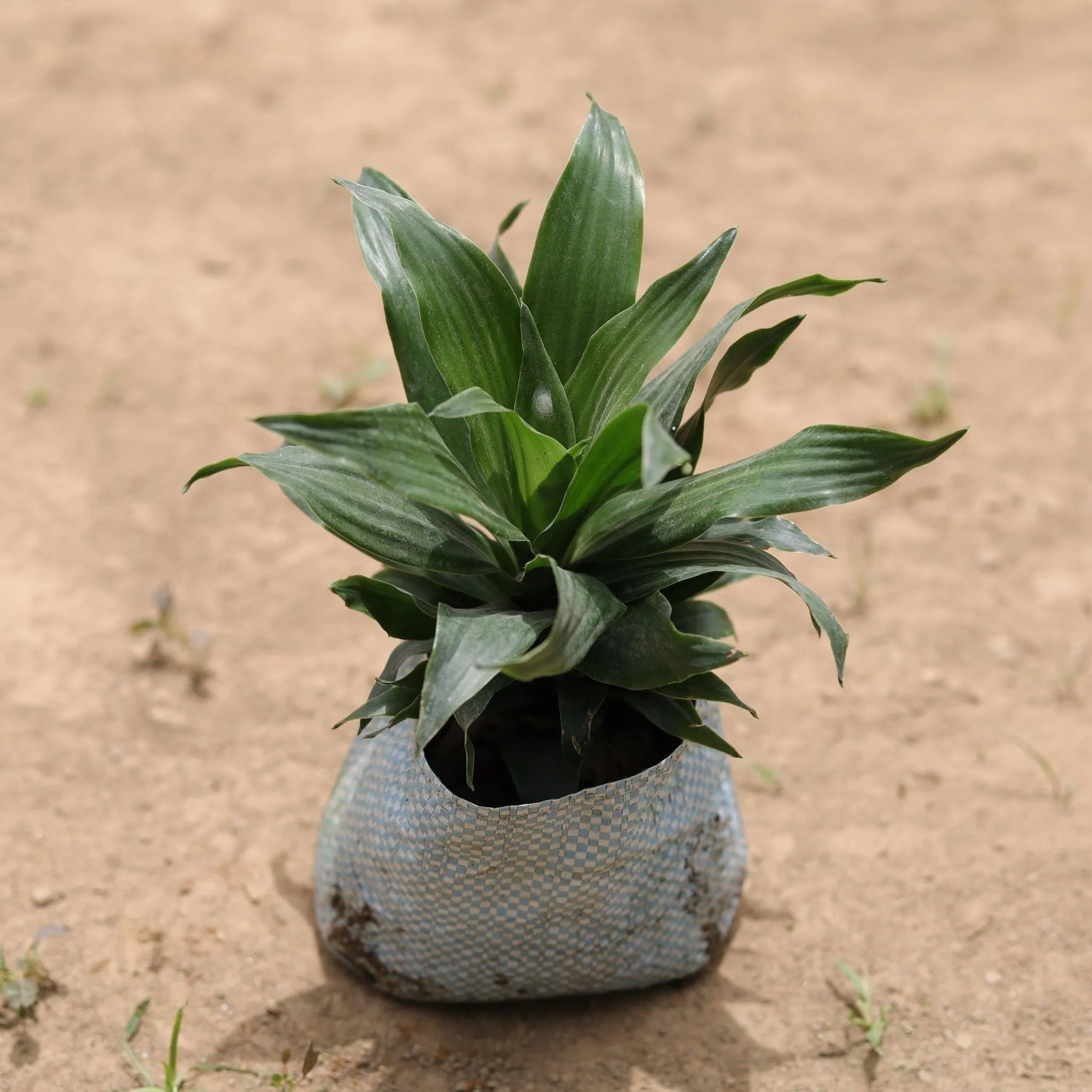 Dracaena Compacta in 4 Inch Nursery Bag