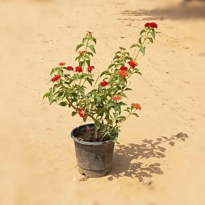 Buy Lantana Red in 6 Inch Plastic Pot  Online | Urvann.com