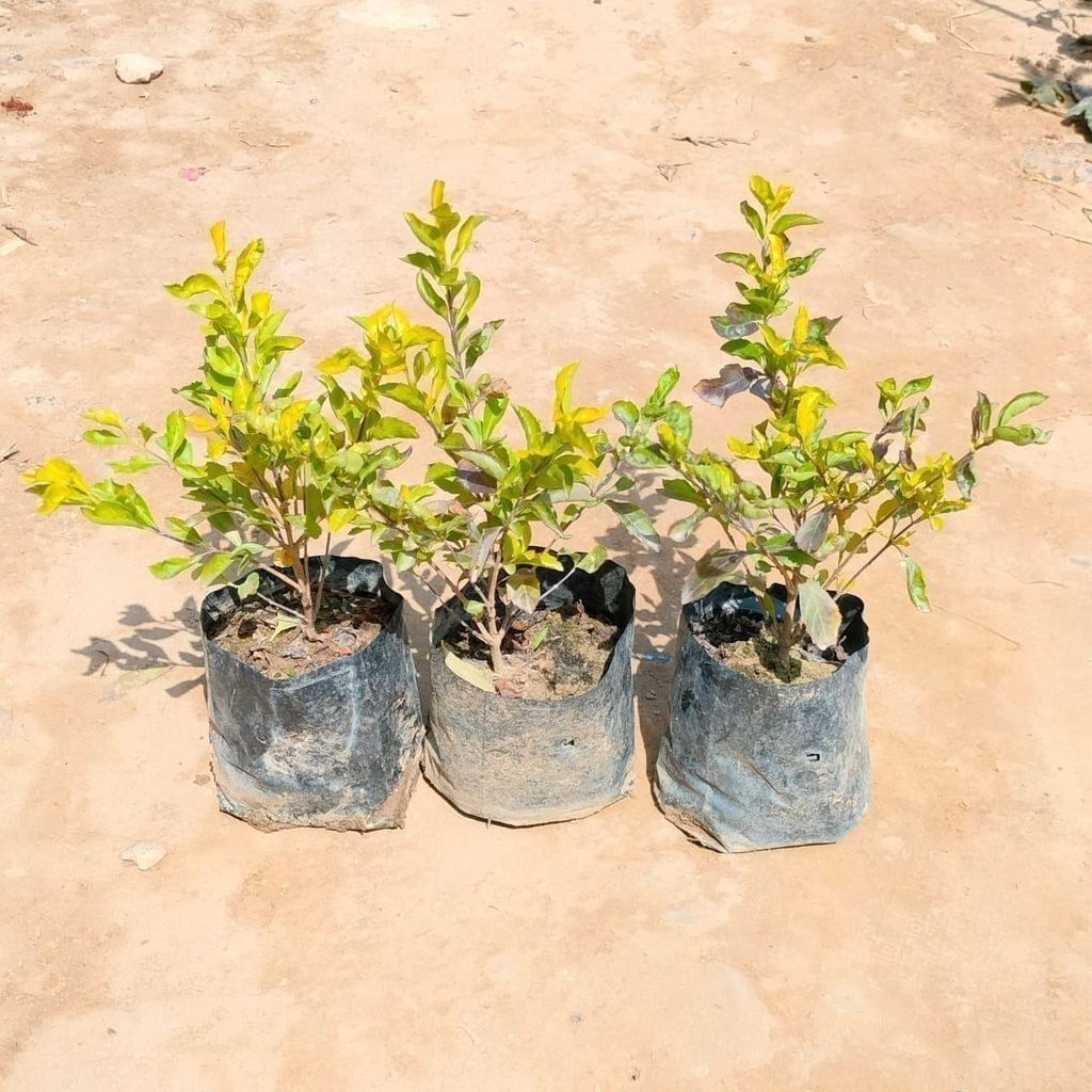 Buy Set Of 3 - Golden Duranta in 3 Inch Nursery Bag Online | Urvann.com Set Of 3 - Golden Duranta in 3 Inch Nursery Bag