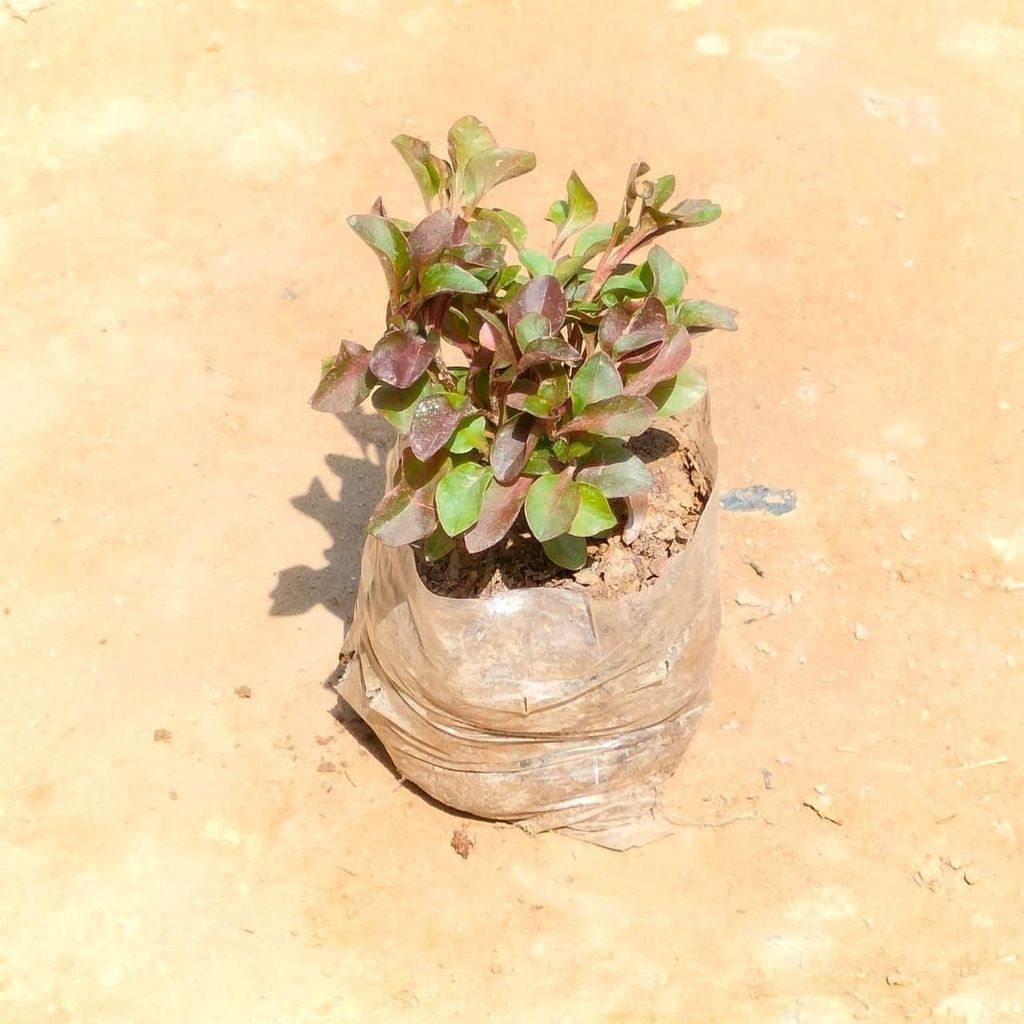 Alternanthera in 3 Inch Nursery Bag