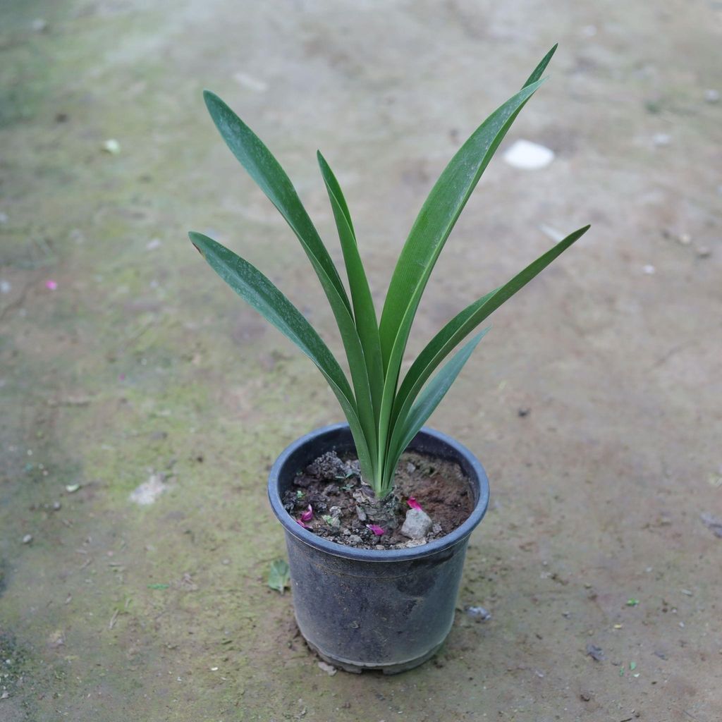 Lily Plant (any colour) in 6 Inch Nursery Pot