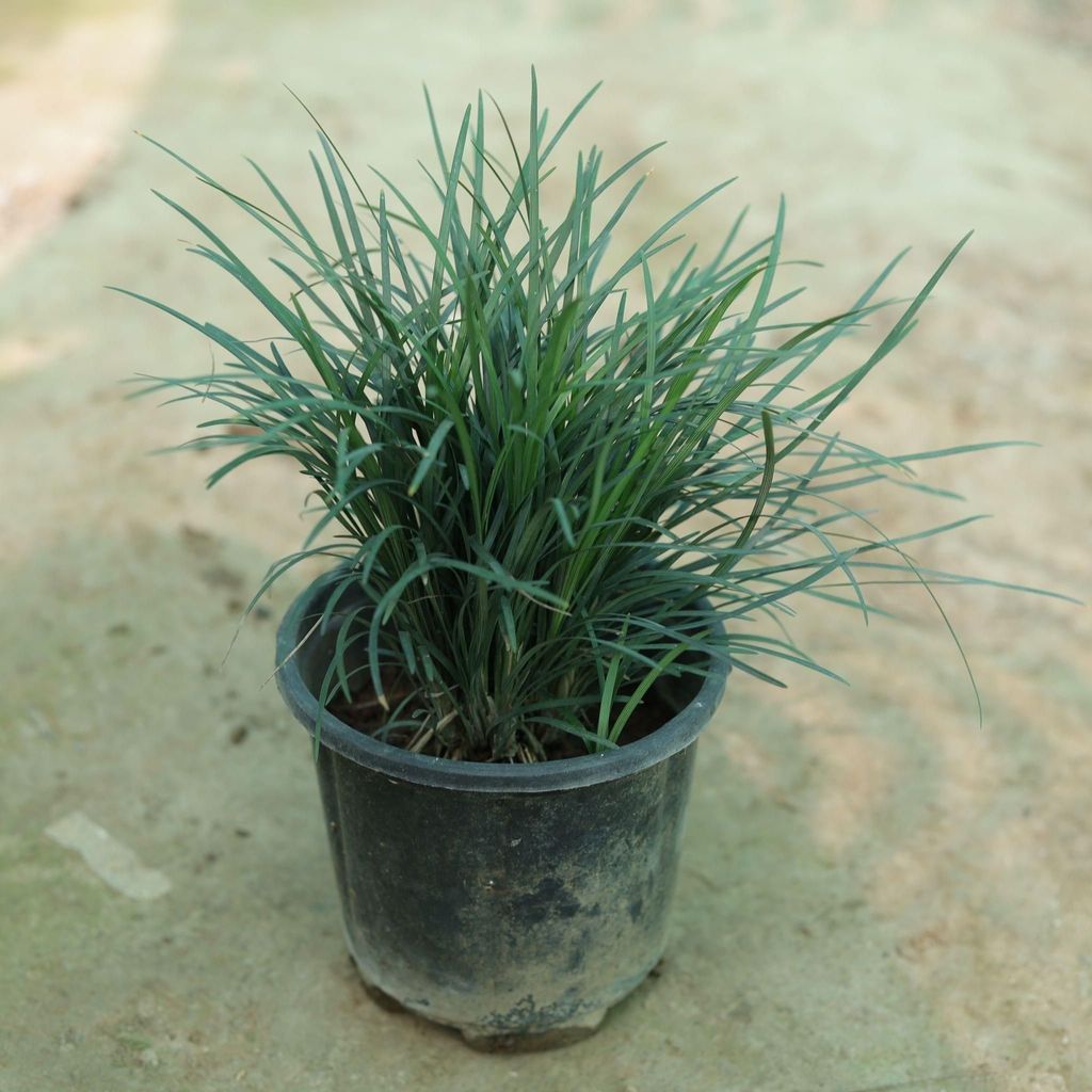 Buy Black Grass in 6 Inch Plastic Pot Online | Urvann.com Black Grass in 6 Inch Nursery Pot