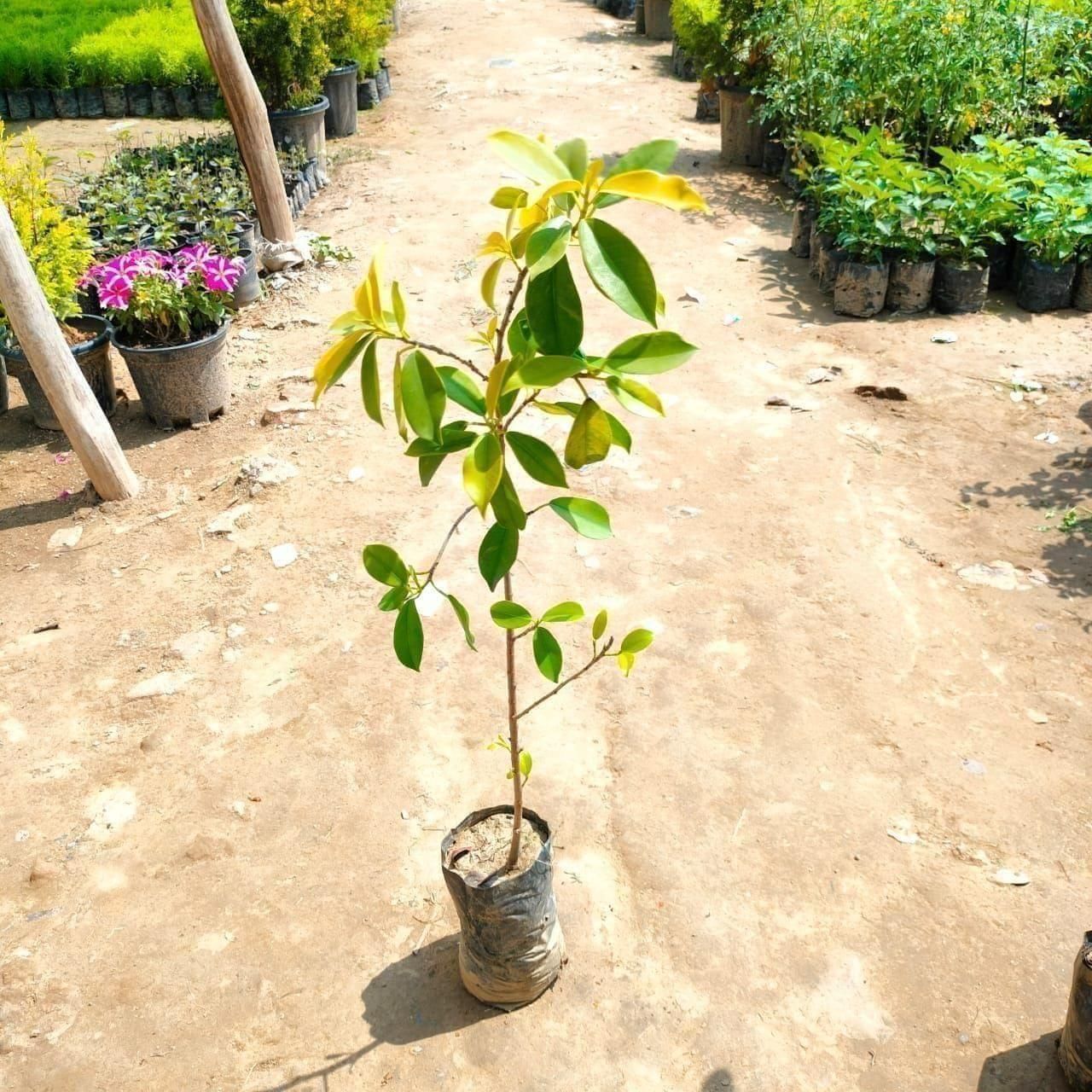 Panda Ficus in 5 Inch Nursery Bag