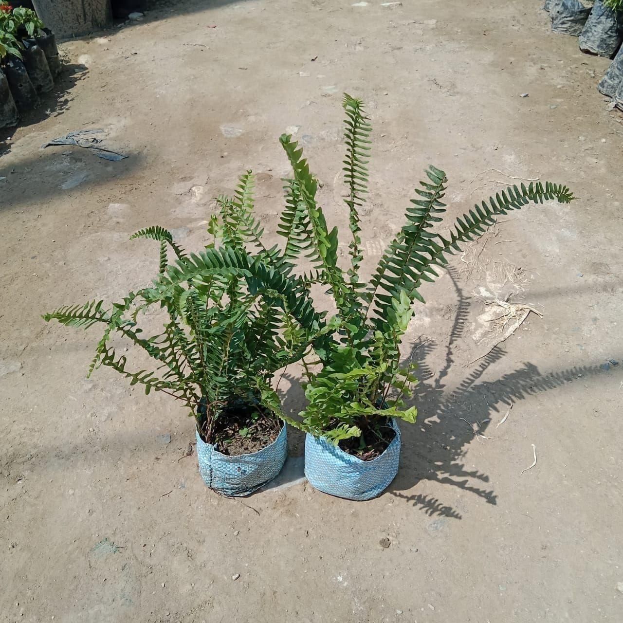 Set of 2 - Green Fern in 4 Inch Nursery Bag