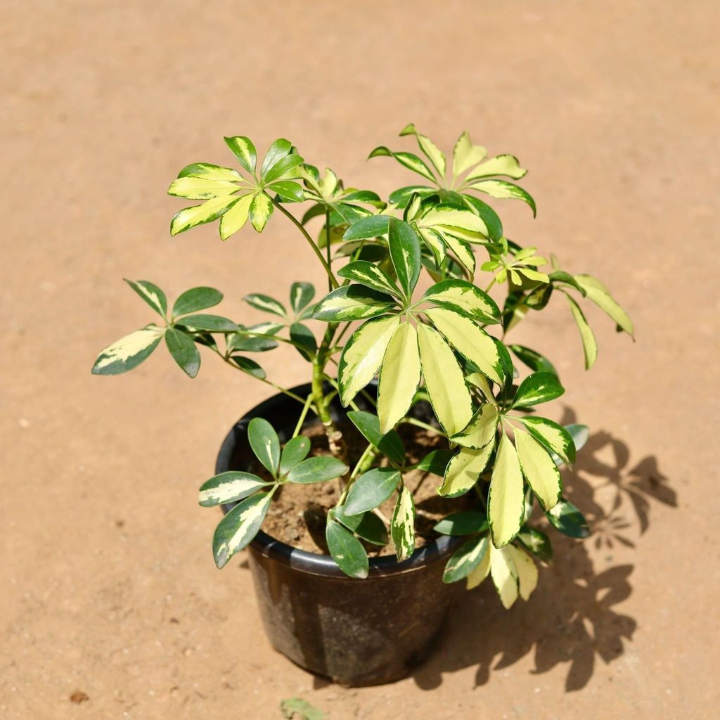 Buy Schefflera Variegated In 6 Inch Plastic Pot Online | Urvann.com Schefflera Variegated in 6 Inch Nursery Pot