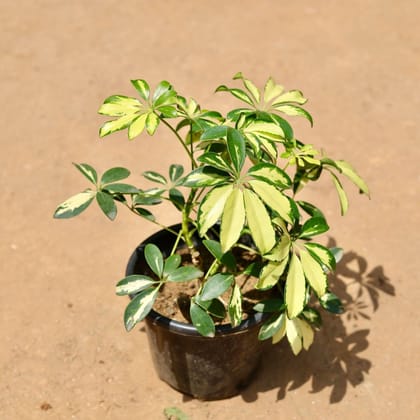 Buy Schefflera Variegated In 6 Inch Plastic Pot Online | Urvann.com