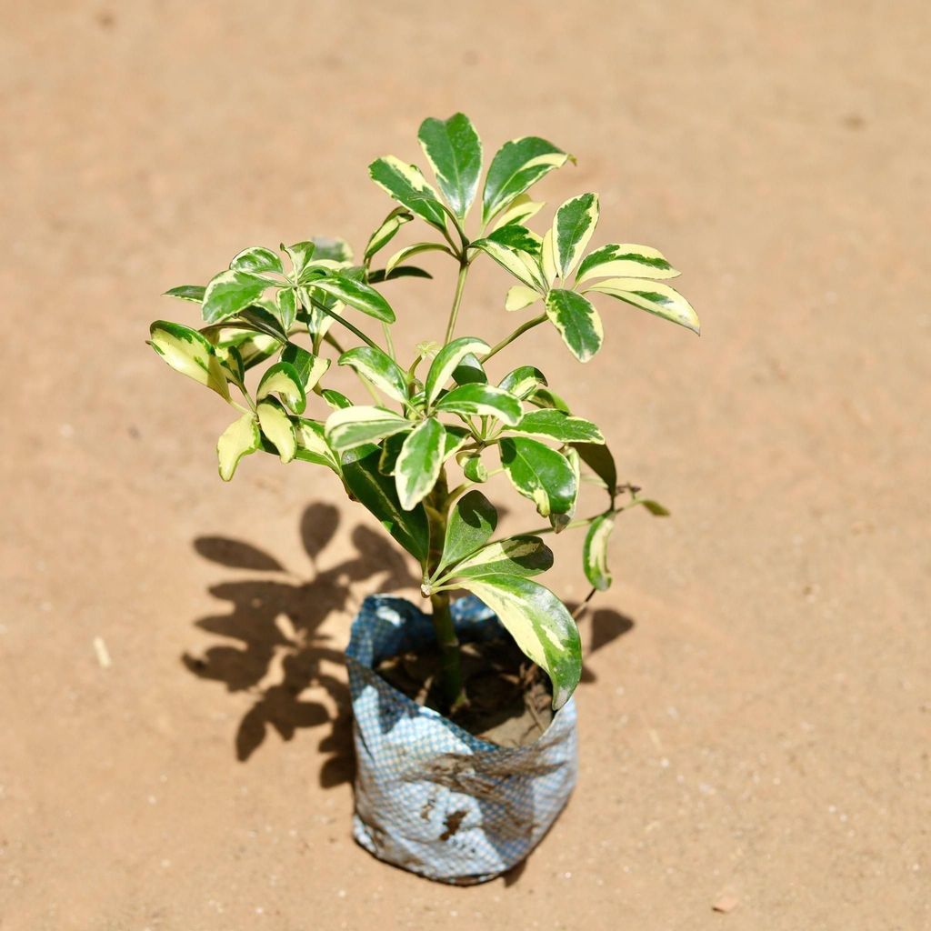 Buy Schefflera Variegated In 4 Inch Nursery Bag Online | Urvann.com Schefflera Variegated in 4 Inch Nursery Bag