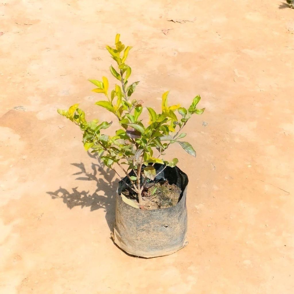 Buy Golden Duranta in 3 Inch Nursery Bag Online | Urvann.com Golden Duranta in 3 Inch Nursery Bag