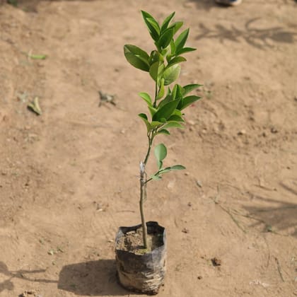 Buy Mosambi Plant in 5 Inch Nursery Bag Online | Urvann.com
