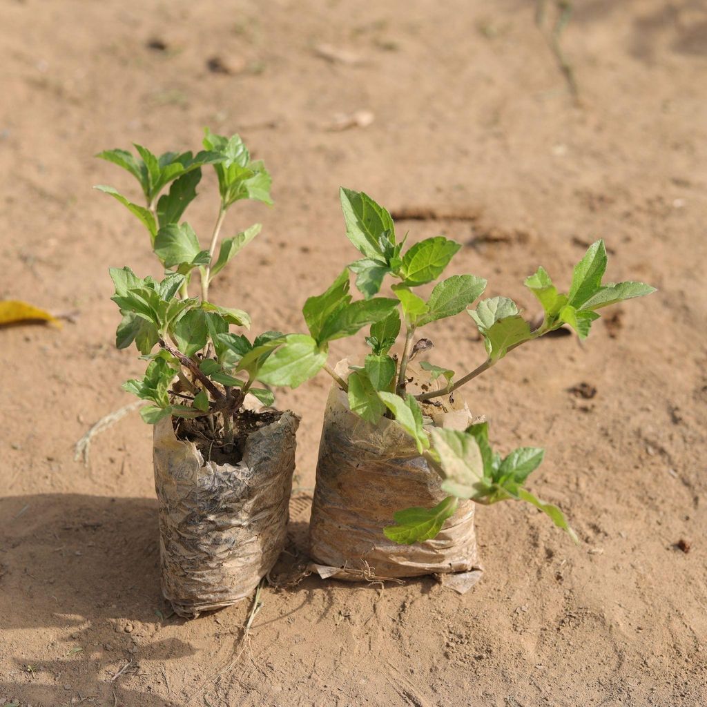Buy Set of 2 - Badeliya Plant in 3 Inch Nursery Bag Online | Urvann.com Set of 2 - Badeliya Plant in 3 Inch Nursery Bag