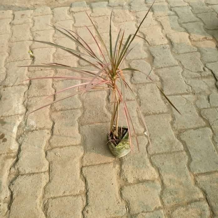 Dracaena magnetic in 3 Inch Nursery Bag
