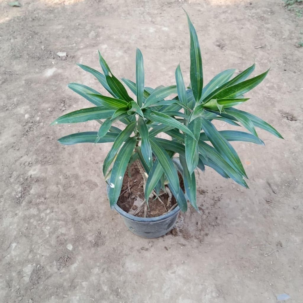 Buy Dracaena Green in 6 Inch Plastic Pot Online | Urvann.com Dracaena Green in 6 Inch Nursery Pot